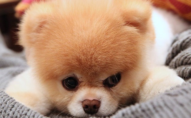 Ποιός είναι ο Pomeranian Boo;