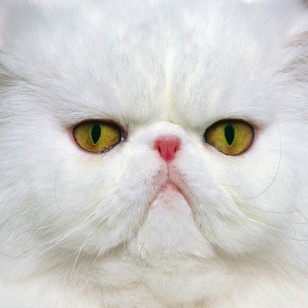 Περσίας - Persian cat