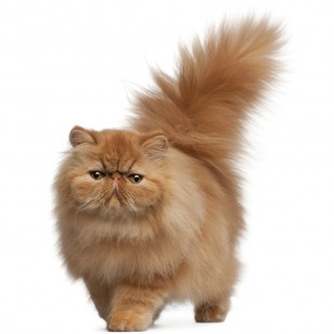 Περσίας - Persian cat