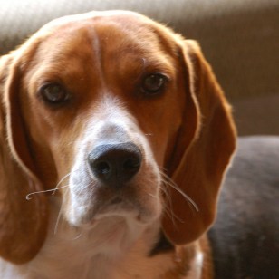 Μπίγκλ - Beagle Hound Dog