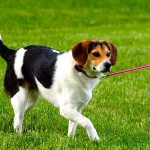 Μπίγκλ - Beagle Hound Dog