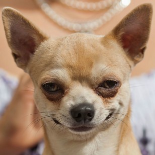 Τσιχουάουα - Chihuahua