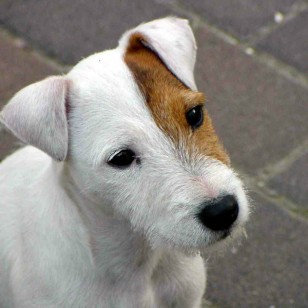 Φοξ τεριέ - Fox terrier