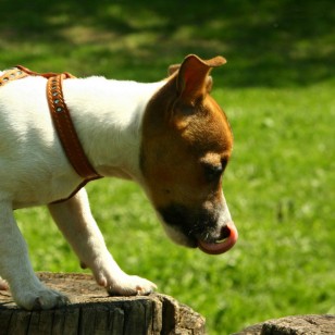 Τζακ Ράσελ Τεριέ - Jack Russell Terrier