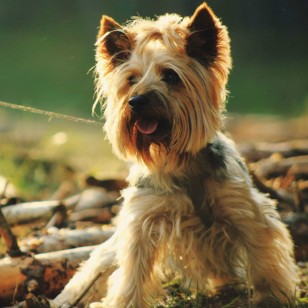 Γιόρκσάϊρ τεριέ - Yorkshire Terrier