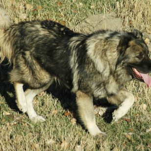 Ποιμενικός Καυκάσου - Caucasian Sheepdog