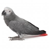 Ζακό Αφρικανικός - African Gray Parrot