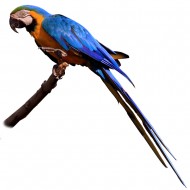 Μακάο κίτρινος μπλέ - Blue and Gold Macaw
