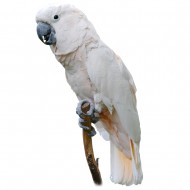 Κοκατού Moluccan - Cockatoo Moluccan